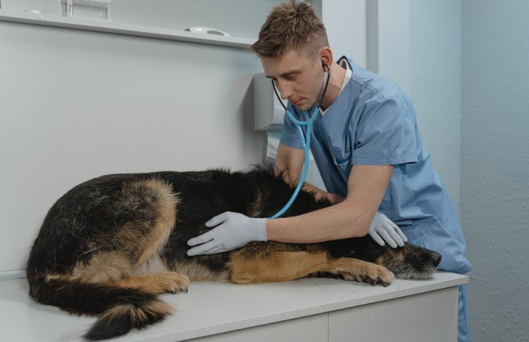 Mitai ir faktai, kuriuos turite žinoti apie veterinarus